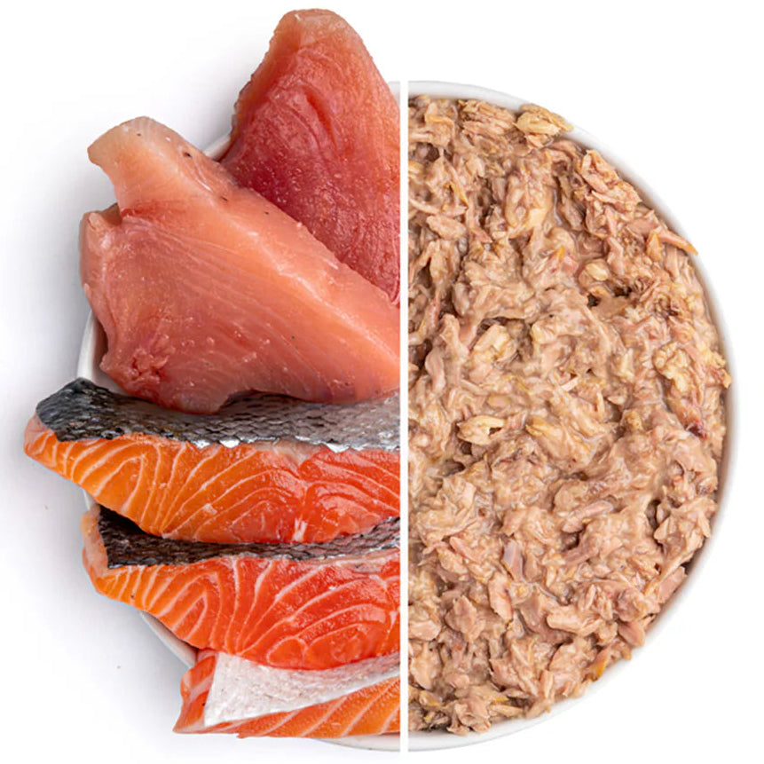 Thrive Kitty tuna and salmon cat food in a bowl, showcasing the nutritious fish ingredients for cats.